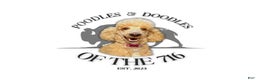 Goldendoodle dogs for sale: Lily - Ad 5