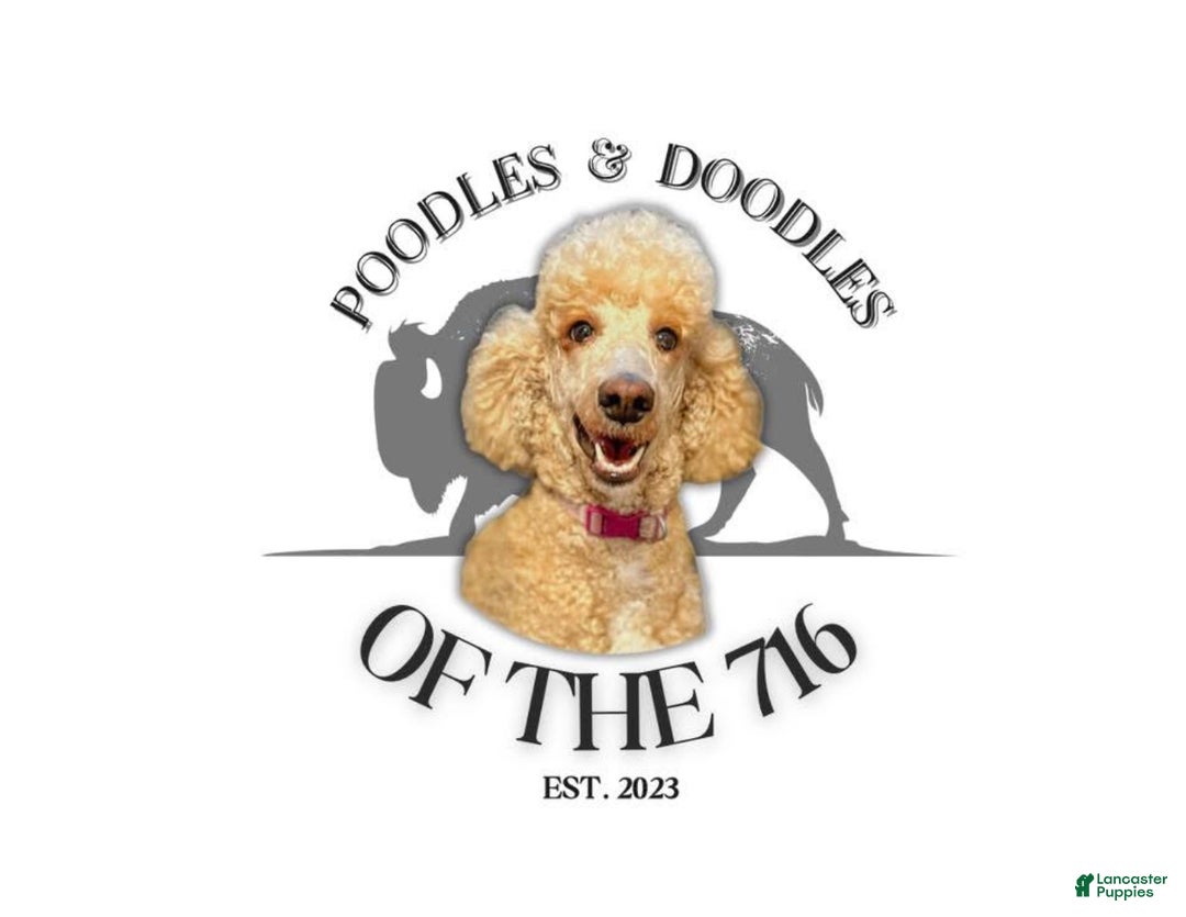 Goldendoodle dogs for sale: Lily - Ad 5