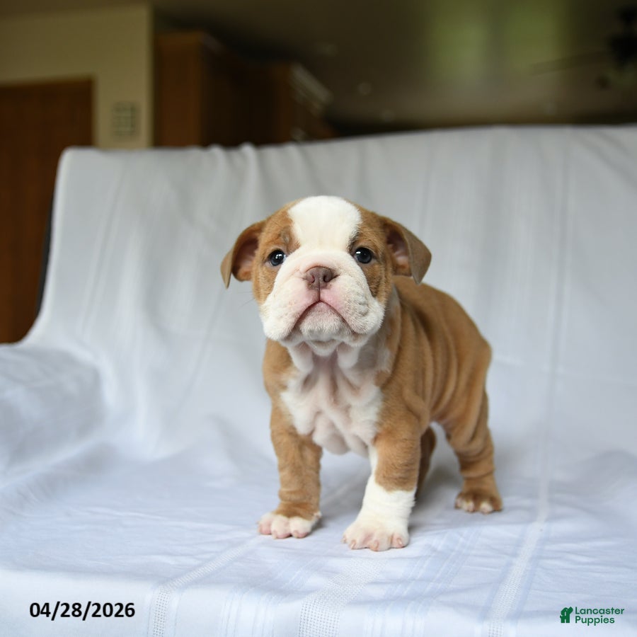 English Bulldog dogs Hazel - Ad 2