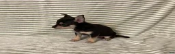 Chihuahua dogs for sale: Owen - Ad 4