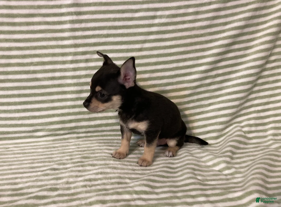 Chihuahua dogs for sale: Owen - Ad 4
