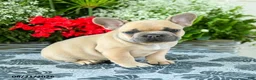 French Bulldog dogs for sale: Carter - Ad 1