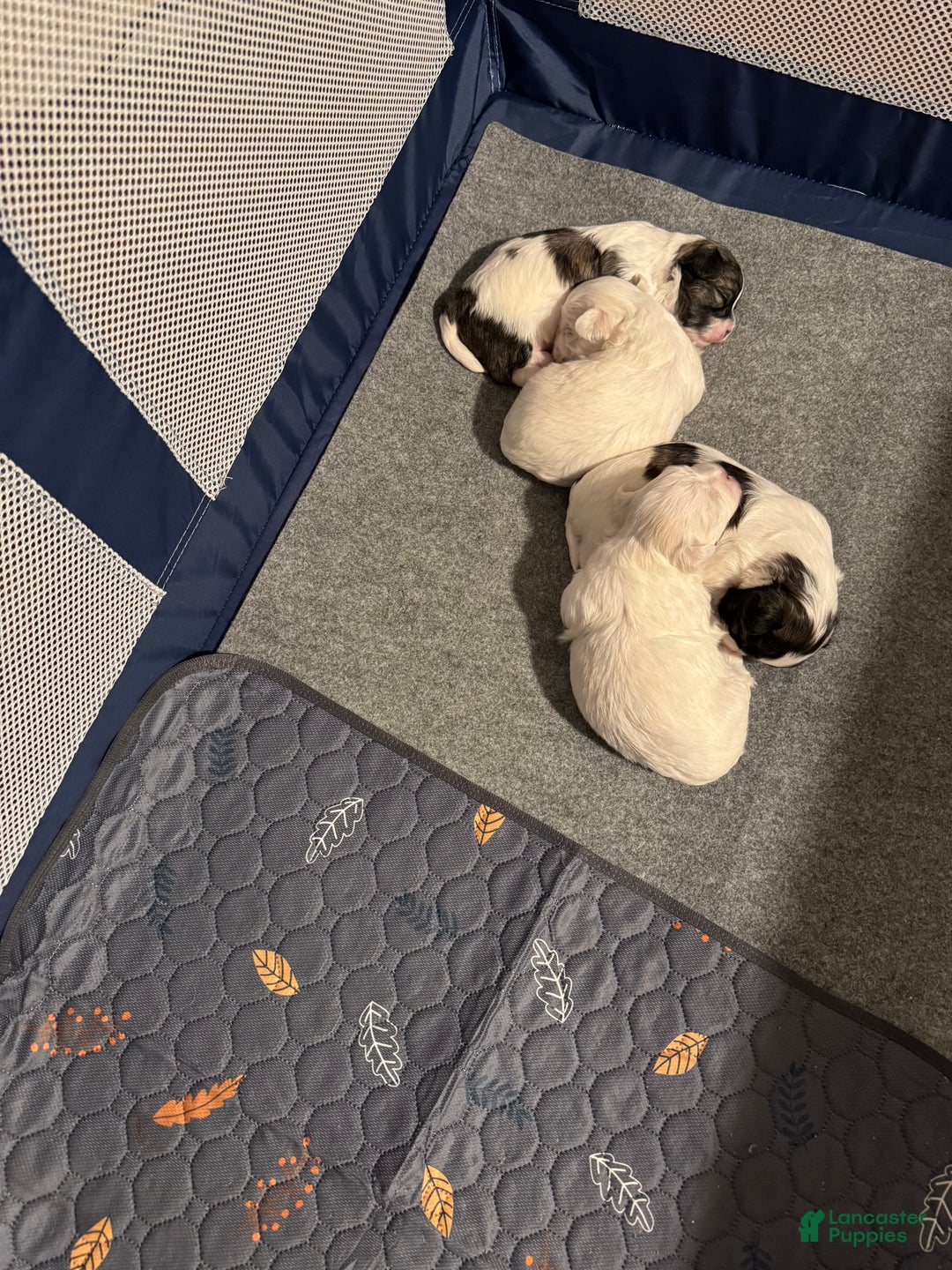 Mixed Breed dogs for sale:  Lhatese Breed “Daisy” - Ad 21