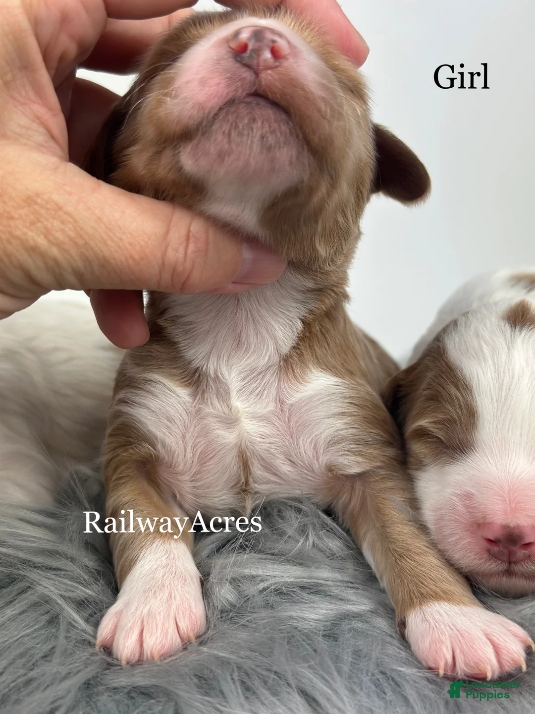 Goldendoodle dogs for sale: Maggie- F1b Mini - Ad 5