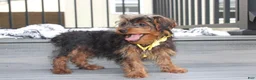 Yorkiepoo dogs for sale: Enzo - Ad 5