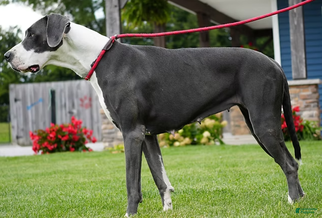 Great Dane dogs for sale: Rita - Ad 4