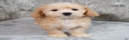 Mini Goldendoodle dogs for sale: Archie ID: 3858 - Ad 9