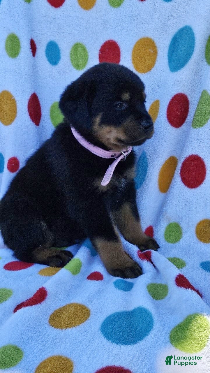 Rottweiler dogs Hunter - Ad 2