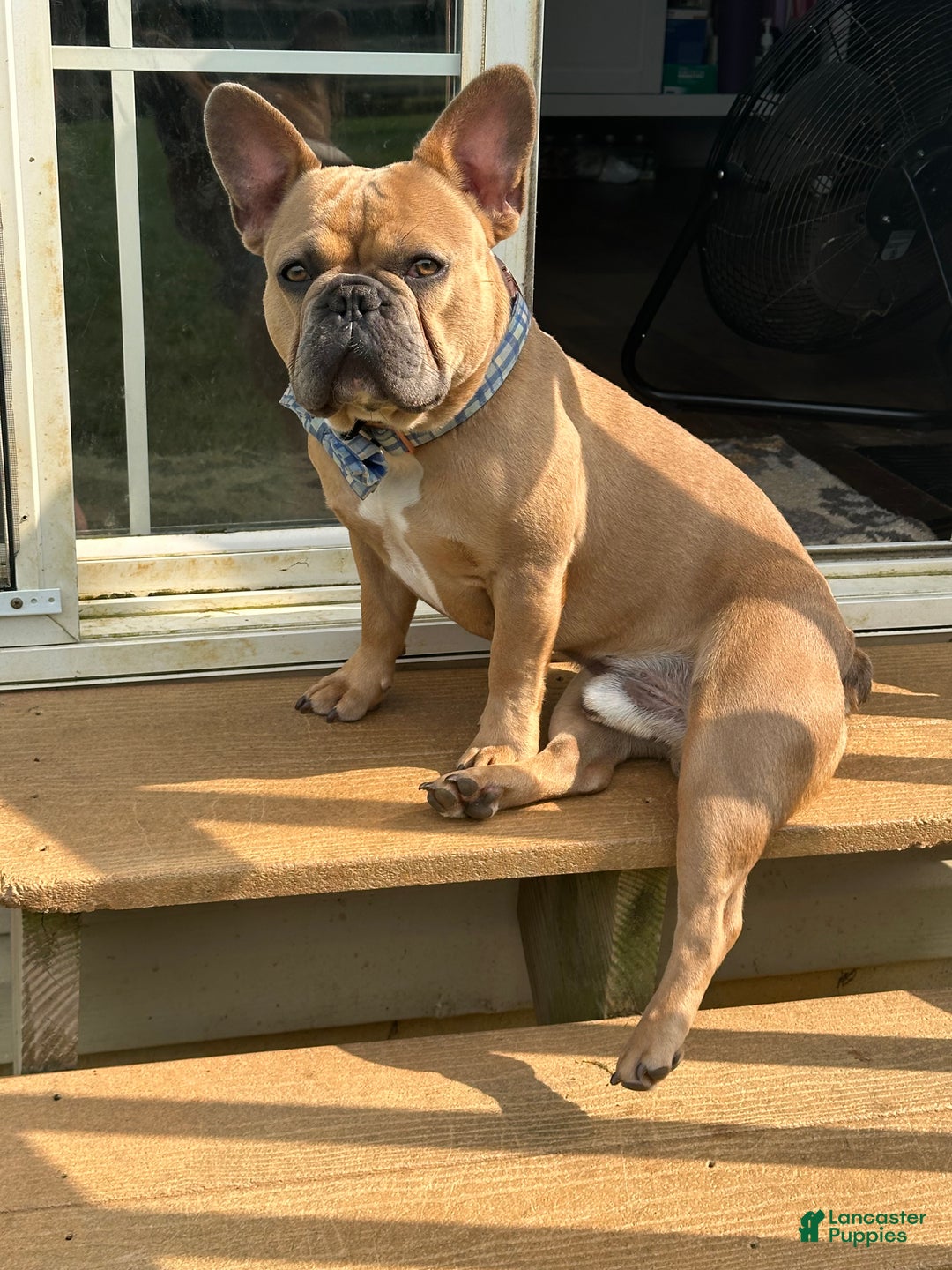French Bulldog dogs for sale: Eva - Ad 12