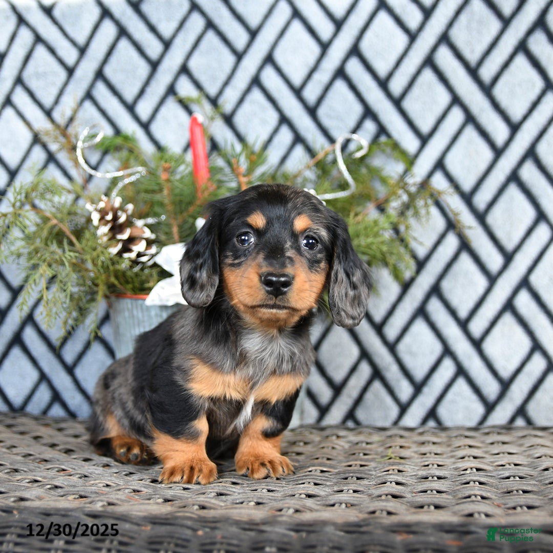 Miniature Dachshund dogs for sale: Todd - Ad 4