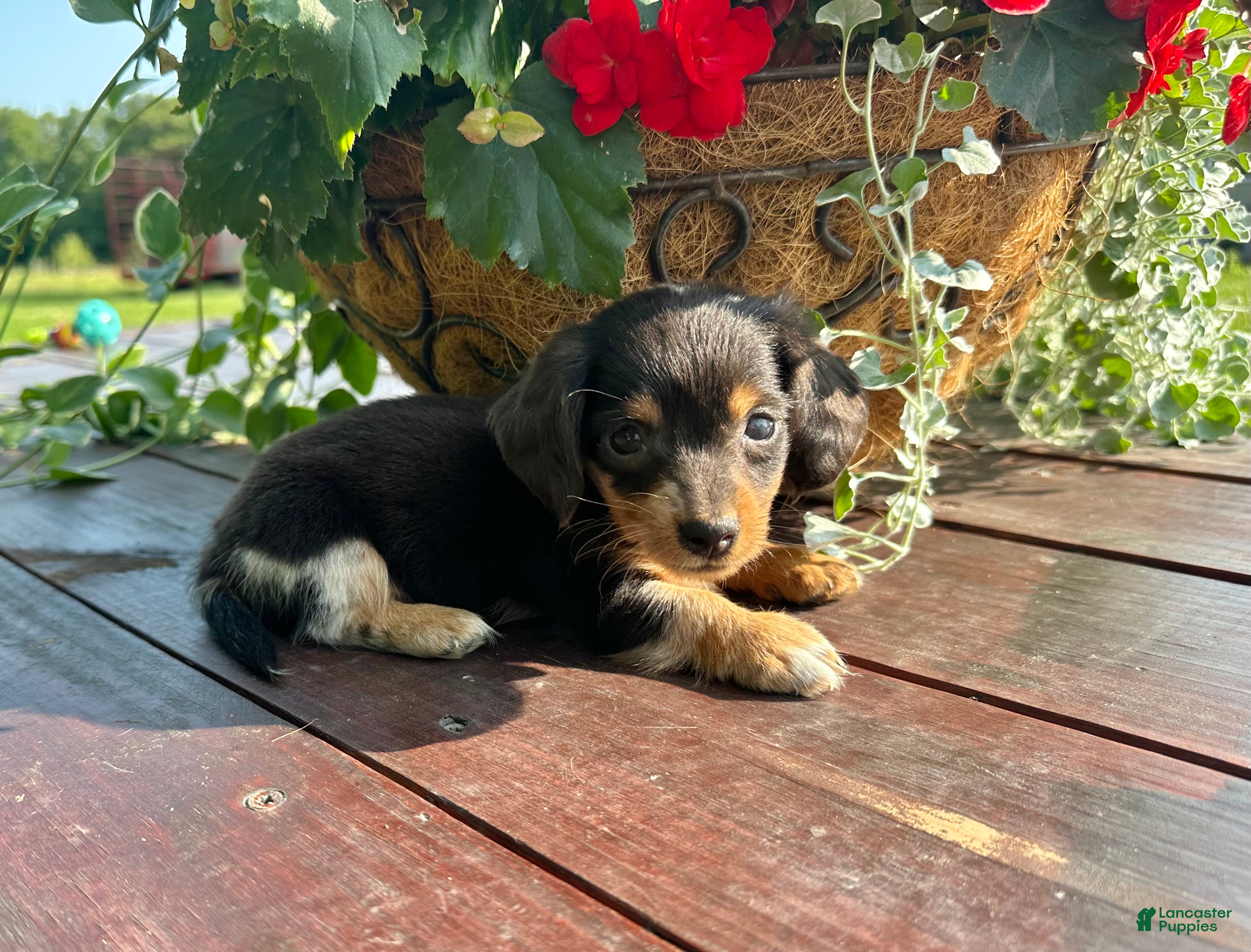 Miniature Dachshund dogs Duncan - Ad 27