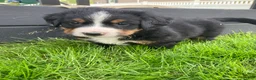 Bernese Mountain Dog dogs for sale: Ginger - Ad 4