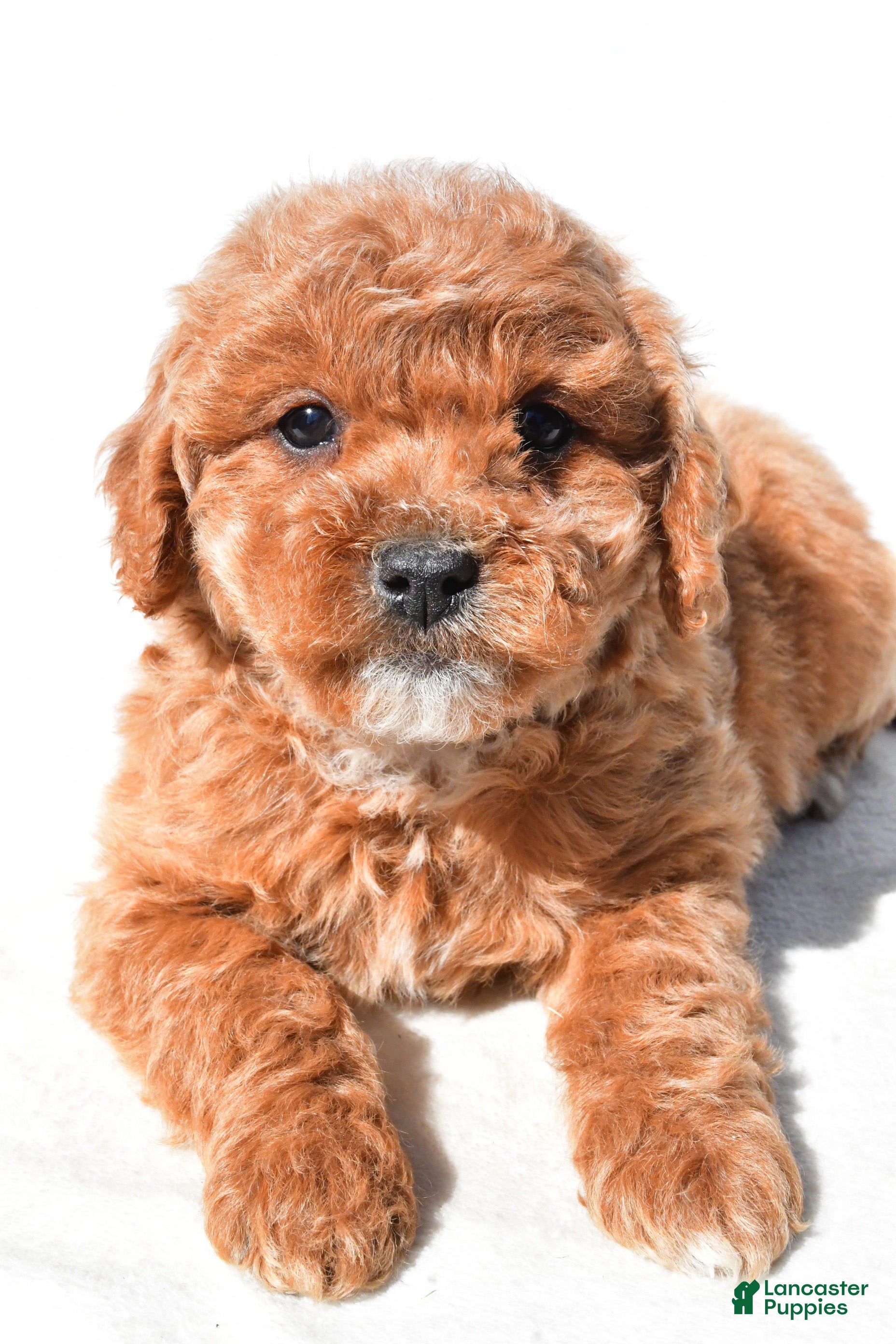 Mini Goldendoodle dogs Tulip - Ad 2