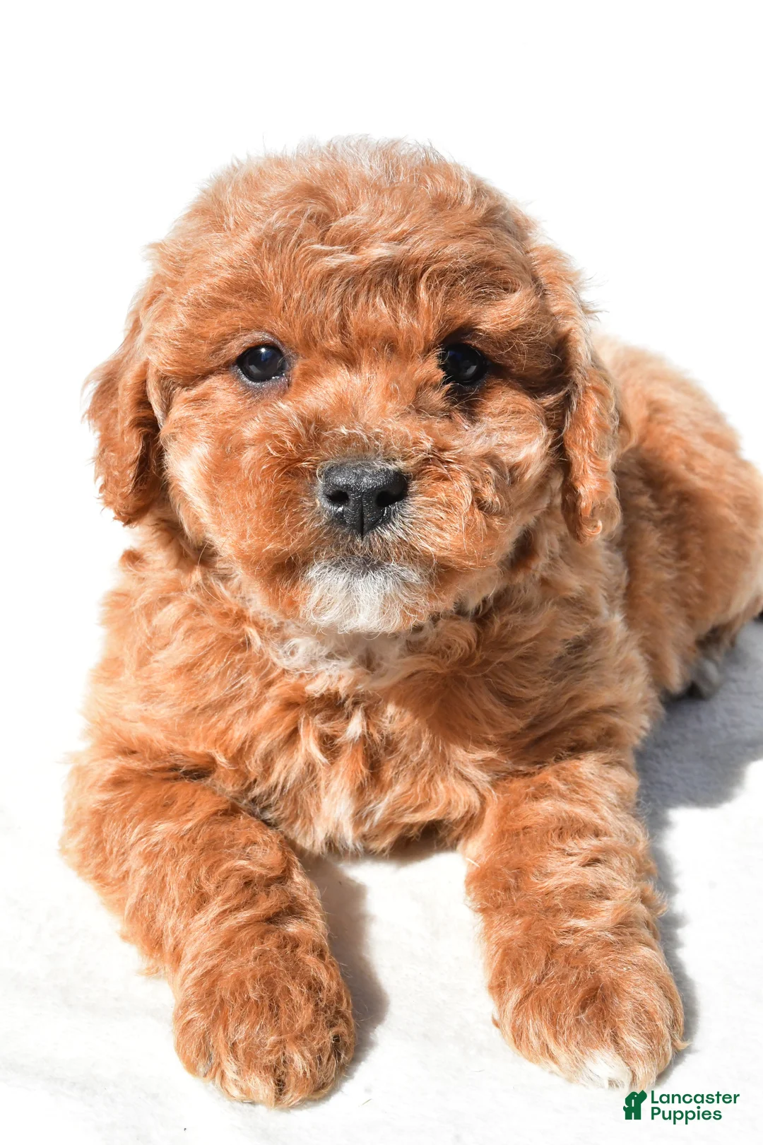 Mini Goldendoodle dogs for sale: Tulip - Ad 2