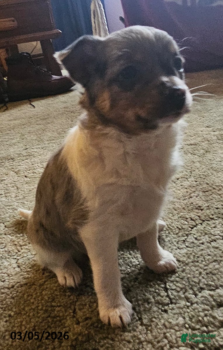 Mixed Breed dogs Trixy - Ad 2