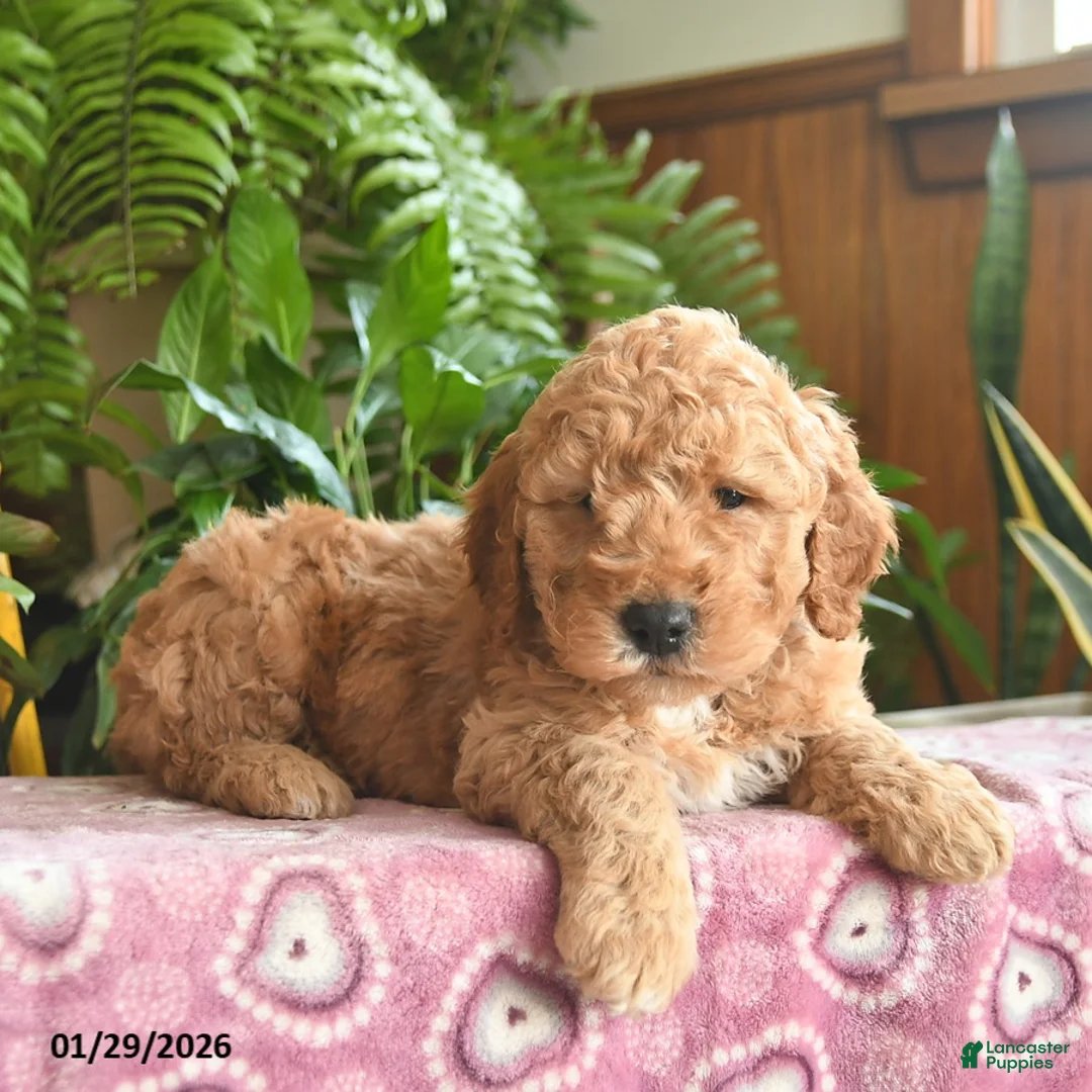 Mini Goldendoodle dogs for sale: Ford - Ad 4