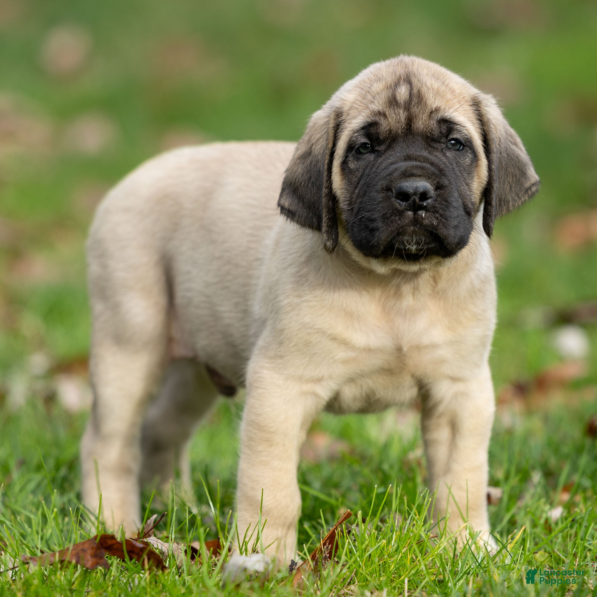 English Mastiff dogs Tucker  - Ad 4
