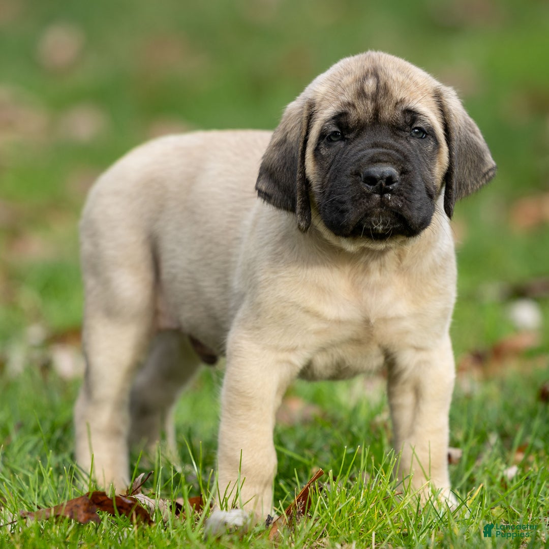 English Mastiff dogs for sale: Tucker  - Ad 1