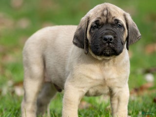 English Mastiff dogs Tucker - Ad 6
