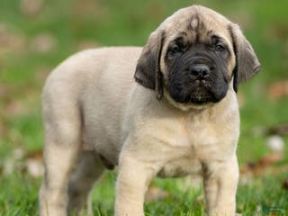 English Mastiff dogs Tucker - Ad 2