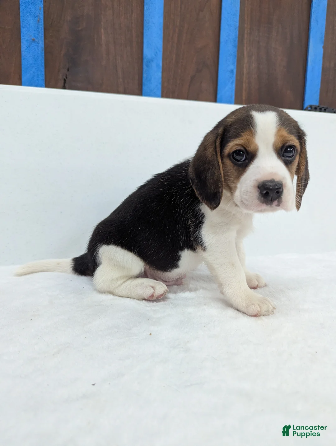 Beagle dogs for sale: Rambo - Ad 4