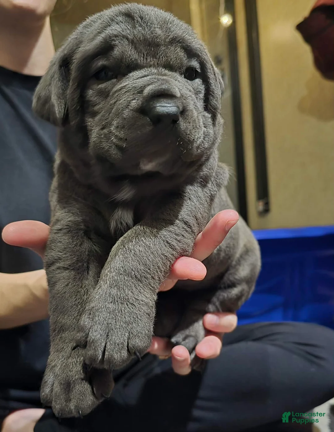 Cane Corso dogs for sale: Sophie - Ad 1