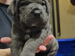 Cane Corso dogs Sophie - Ad 9