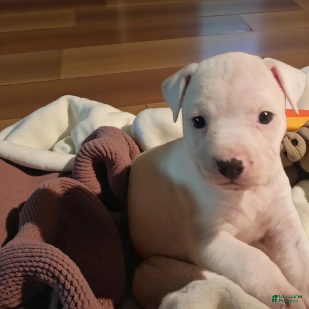 American Staffordshire Terrier dogs for sale: American Staffordshire Terrier Puppy 6 - Ad 17
