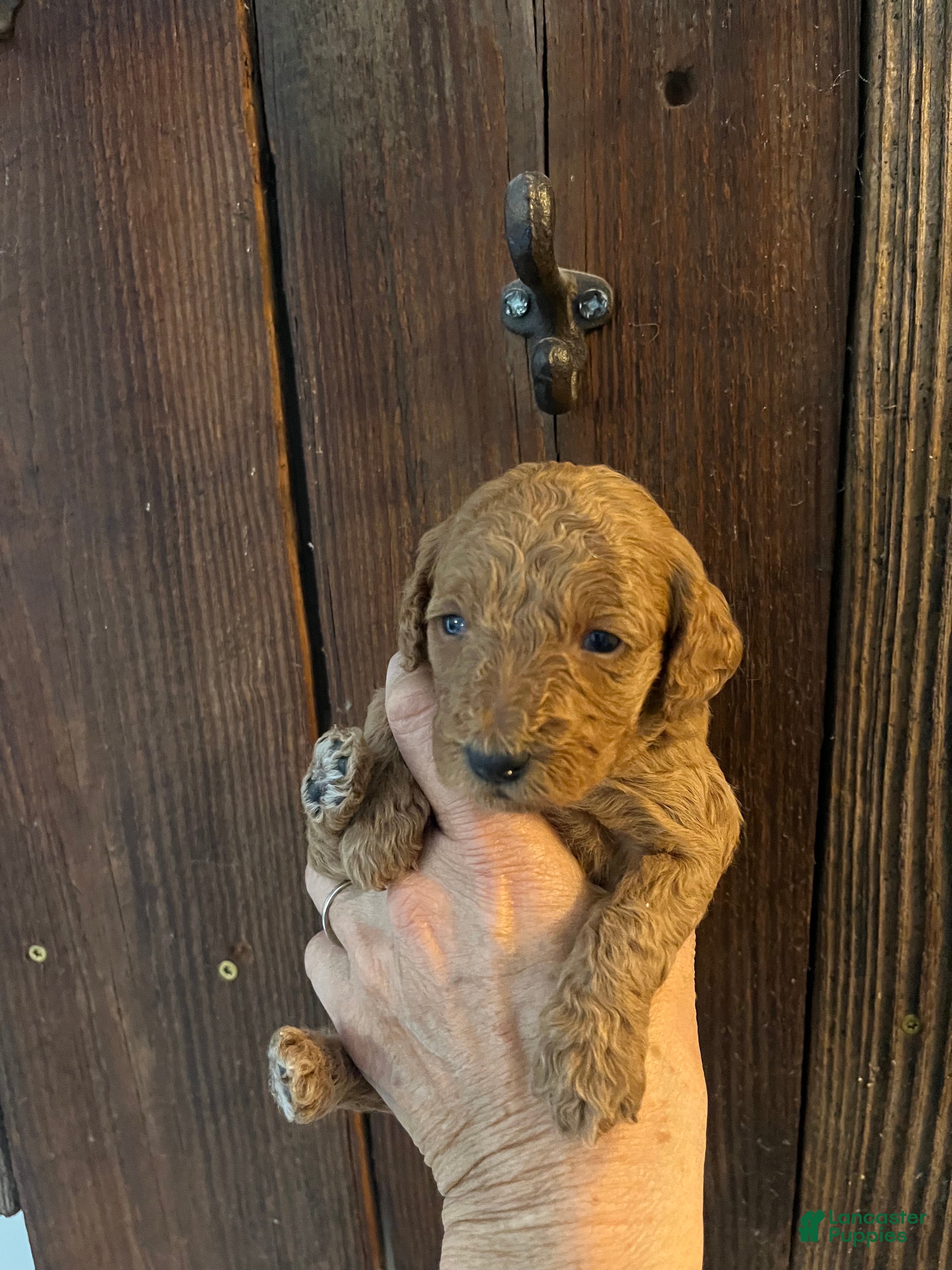 Mini Goldendoodle dogs Marmalade - Ad 5
