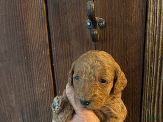 Mini Goldendoodle dogs Marmalade - Ad 5