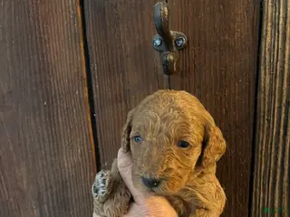 Mini Goldendoodle dogs Marmalade - Ad 5