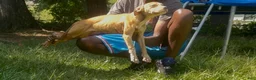 Mixed Breed dogs for sale: AptXamstaff - Ad 11