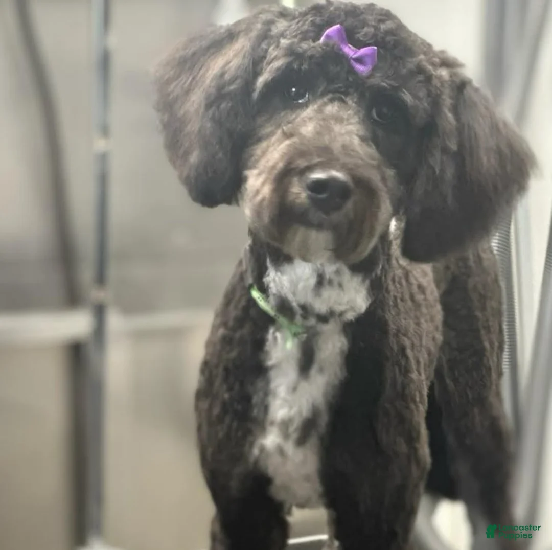 Mini Aussiedoodle dogs for sale: Rocket - Ad 5