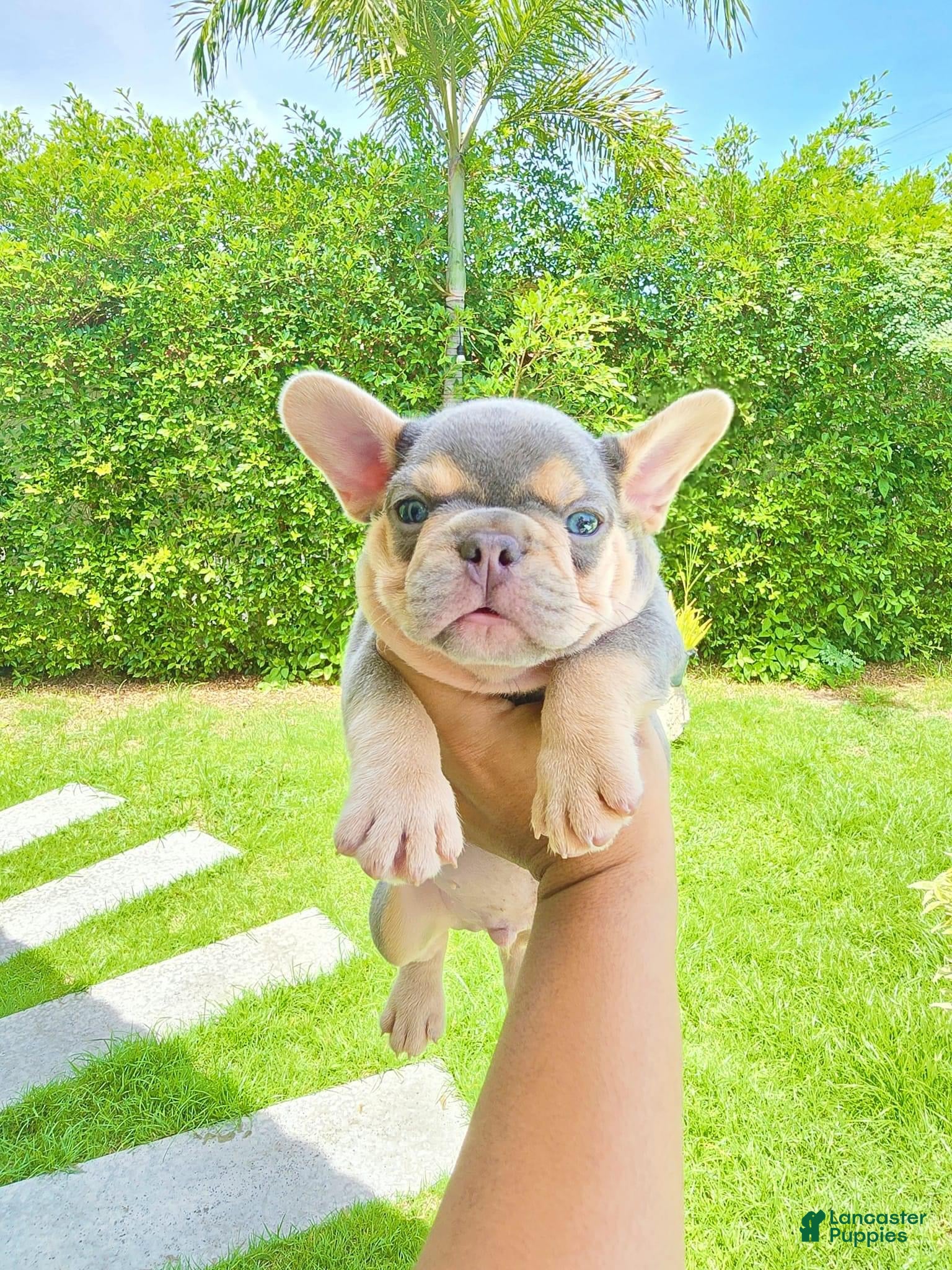 French Bulldog dogs Dudley - Lilac & Tan French Bulldog Puppy - Ad 29