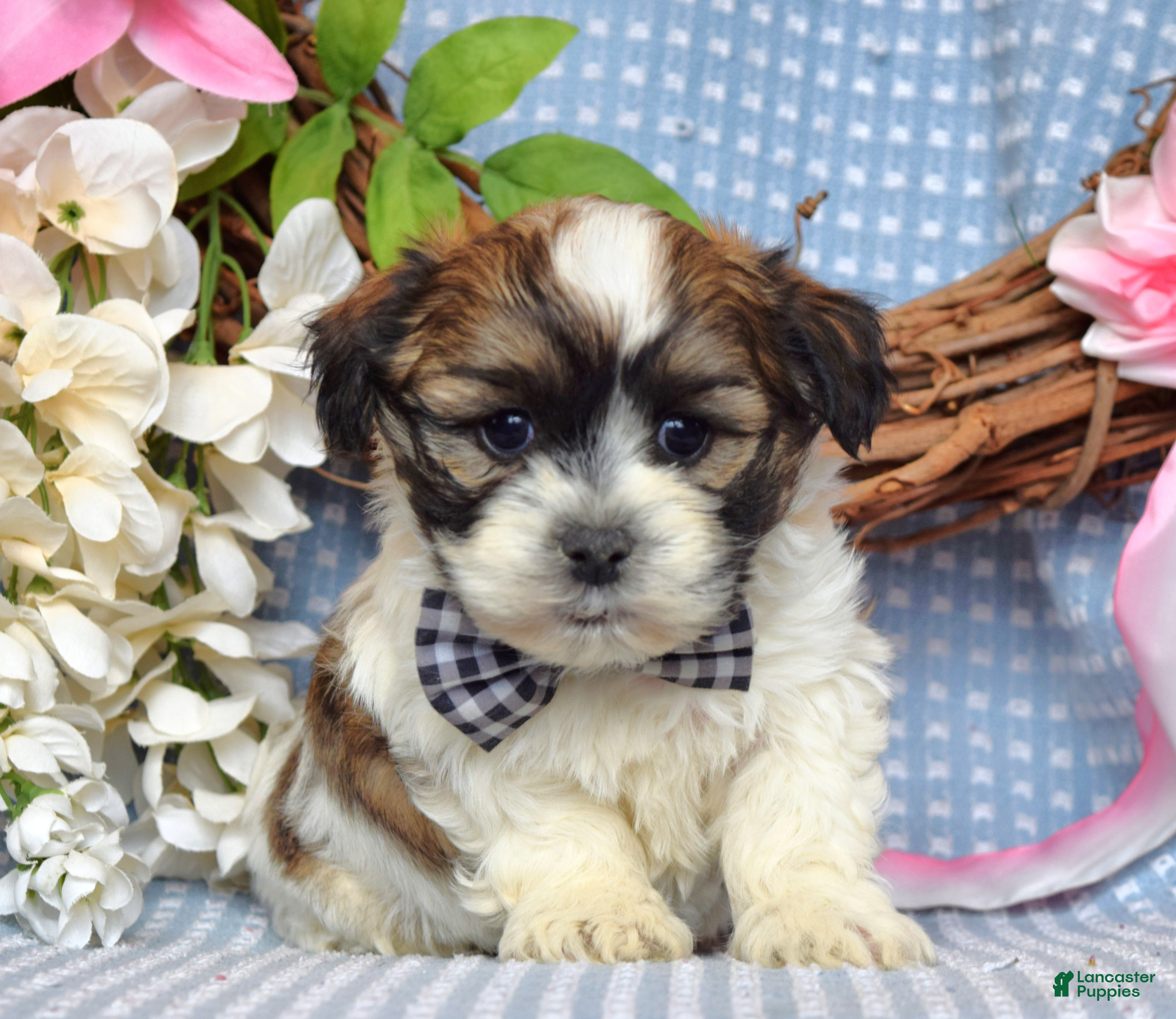 Teddy Bear dogs Tanner  - Ad 1