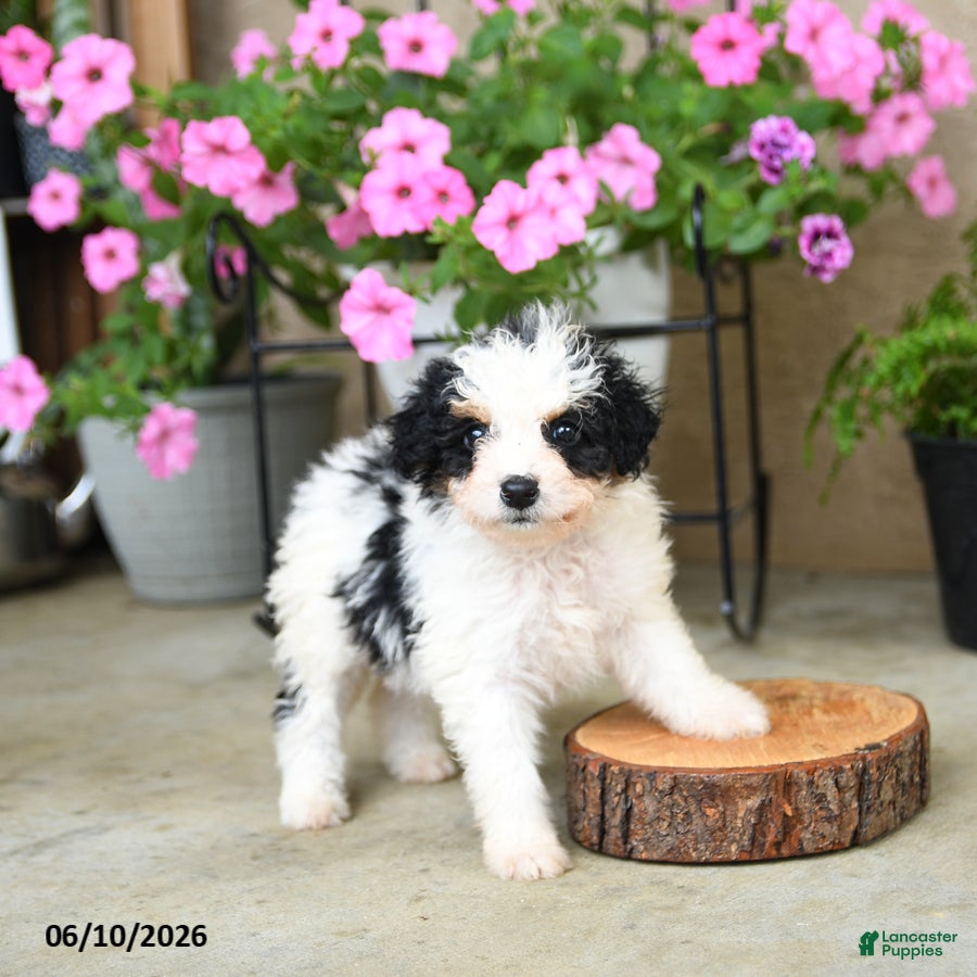 Mini Aussiedoodle dogs Pixel - Ad 1
