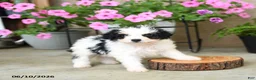 Mini Aussiedoodle dogs for sale: Pixel - Ad 1