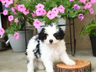 Mini Aussiedoodle dogs for sale: Pixel - Ad 2