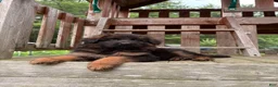 German Shepherd dogs for sale: Gracie - Ad 13