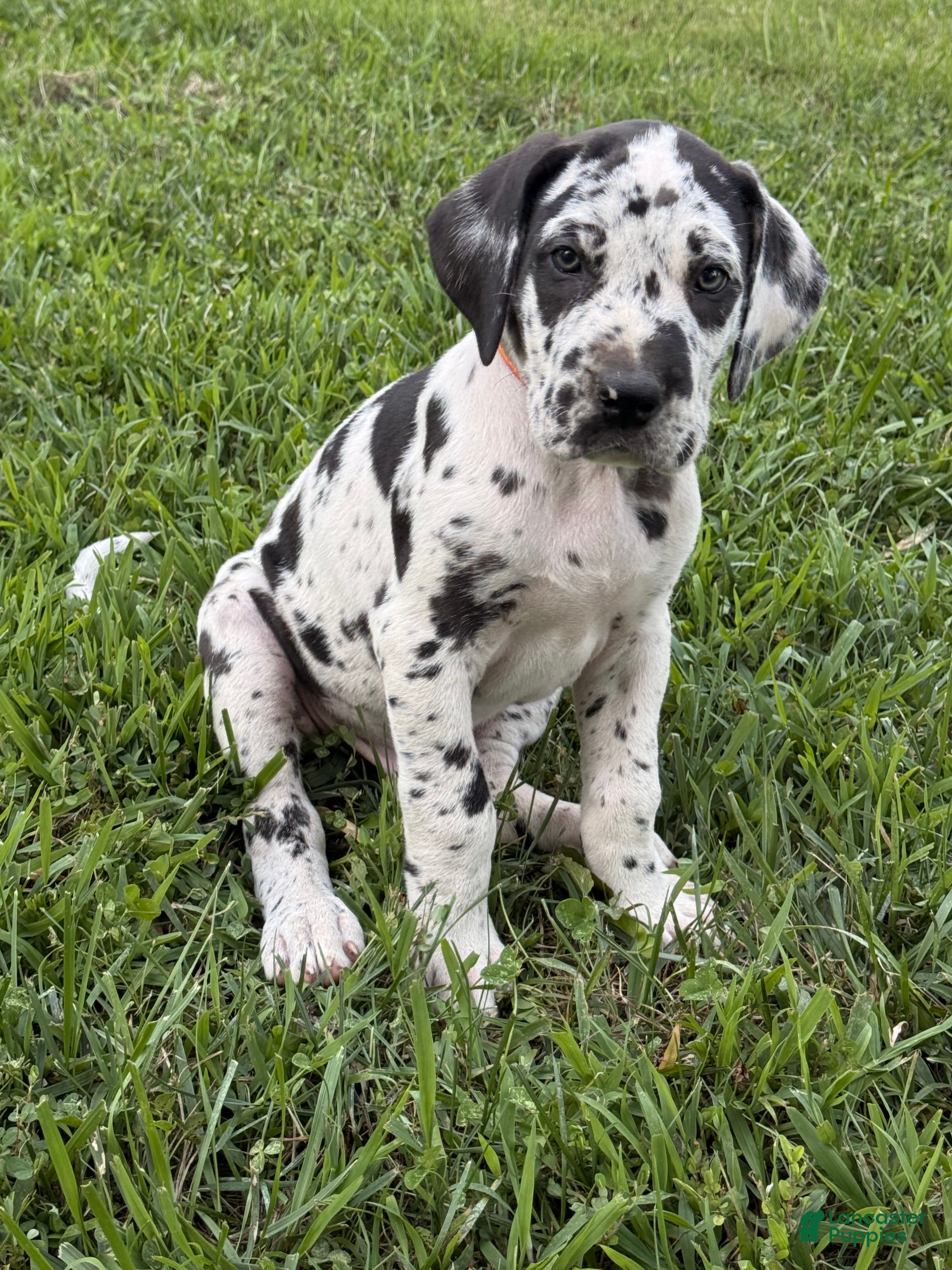 Great Dane dogs Tommy Lee - Ad 1