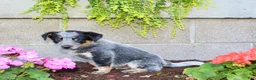 Australian Cattle Dog dogs for sale: Buster - Ad 4
