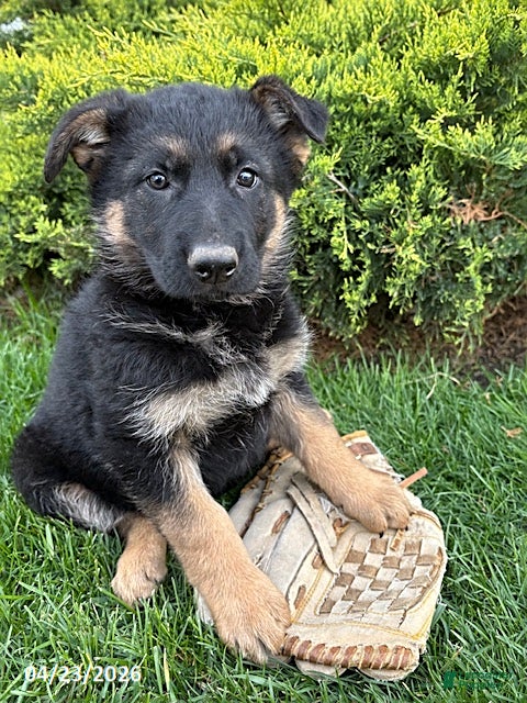 German Shepherd dogs Sasha - Ad 2