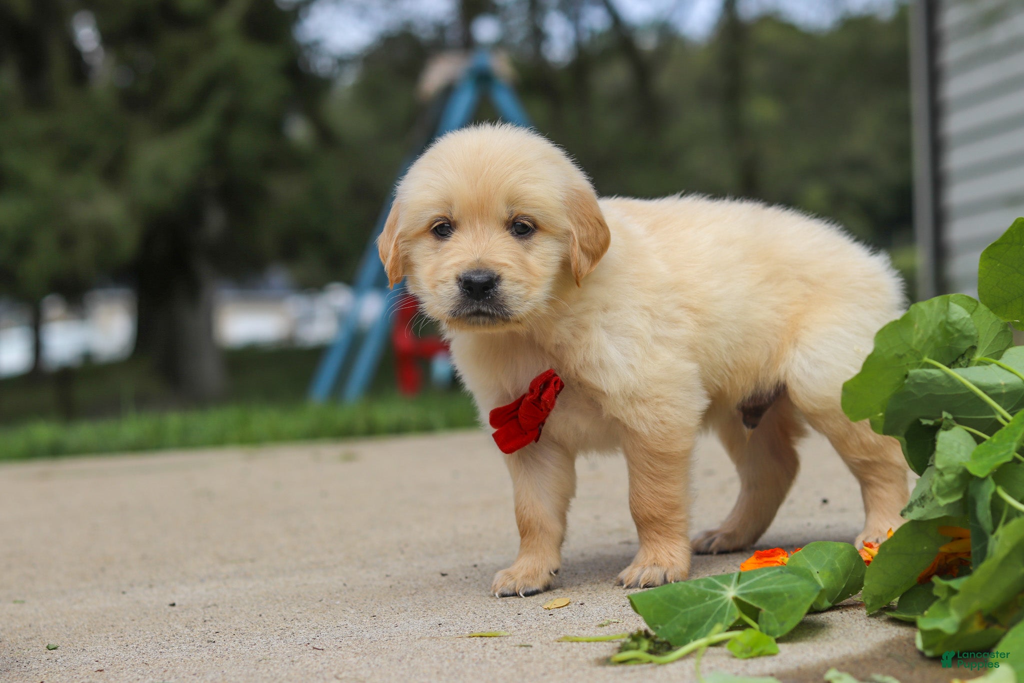 Golden Retriever dogs Buddy - Ad 2