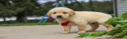 Golden Retriever dogs for sale: Buddy - Ad 2