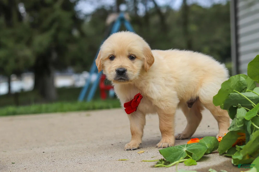 Golden Retriever dogs for sale: Buddy - Ad 2