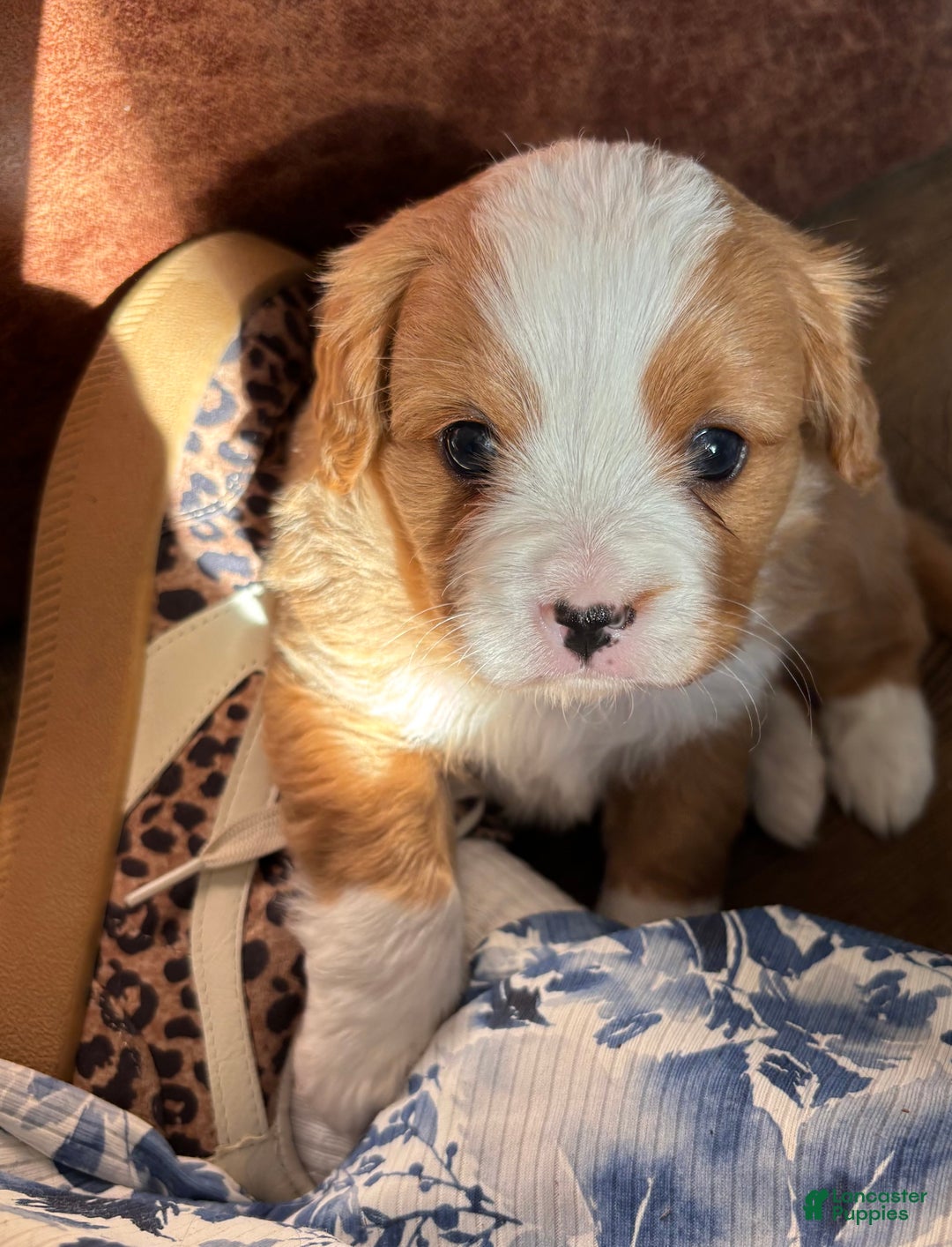 Miniature Bernese Mountain Dog dogs for sale: Duffy - Ad 1