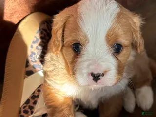 Miniature Bernese Mountain Dog dogs Duffy - Ad 2