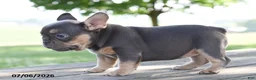 French Bulldog dogs for sale: Mae - Ad 4