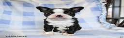 Boston Terrier dogs for sale: Buddy - Ad 3