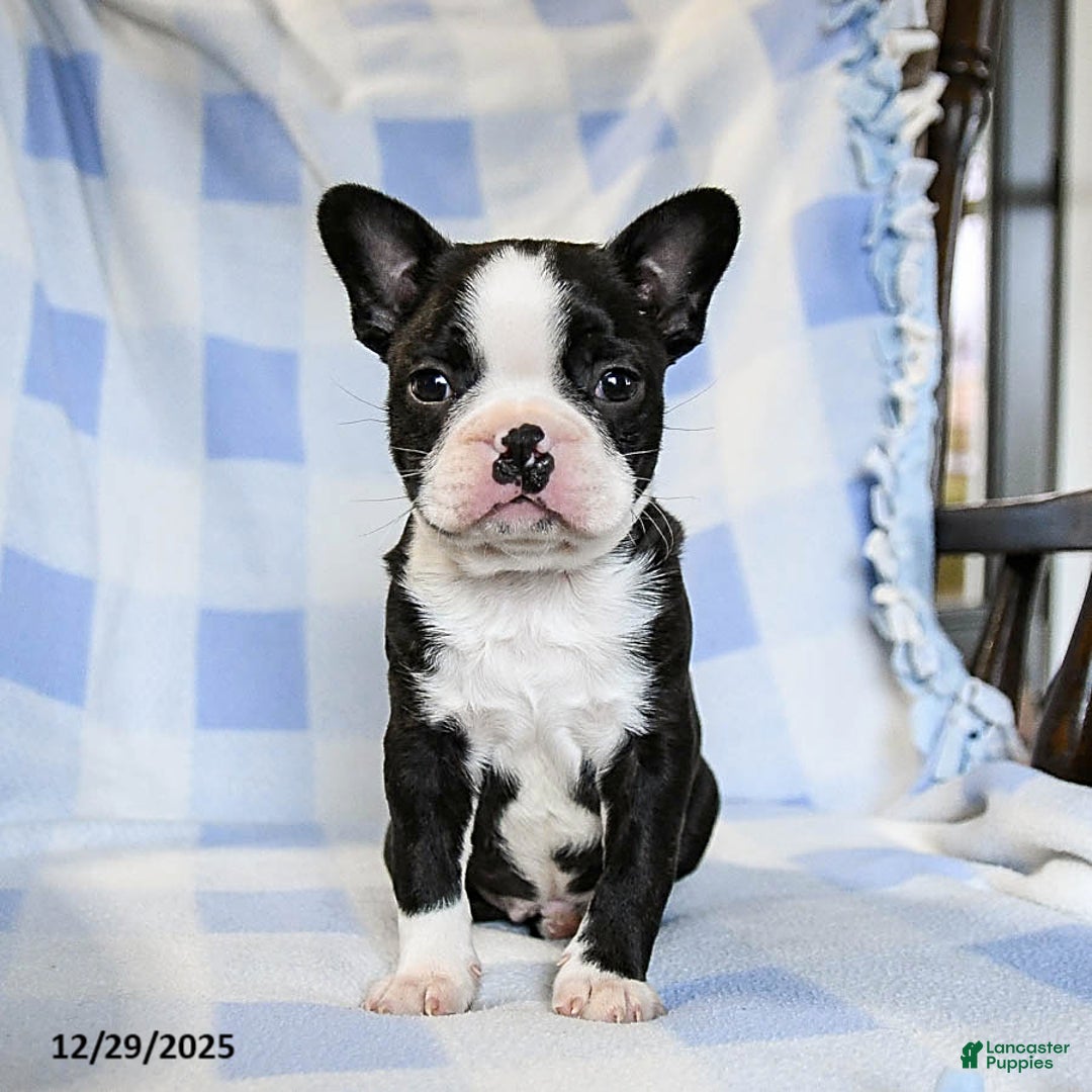 Boston Terrier dogs for sale: Buddy - Ad 3